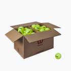 М'ячі тенісні Wilson Trinity Club 72 шт. yellow