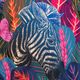 Куртка дощовик жіноча Waikane Vibe Blue Zebra темно-синя 5