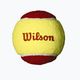 Тенісні м'ячі дитячі Wilson Starter Red Tball 3 шт. жовто-червоні 2000031175 2