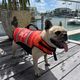 Жилет страхувальний для собаки Jetpilot Dog PFD red 2