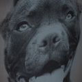 Рюкзак чоловічий Pitbull West Coast Pitbull Ir 28 l black/grey 12
