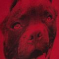 Рюкзак чоловічий Pitbull West Coast Pitbull Ir 28 l black/red 13