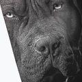Легінси чоловічі Pitbull West Coast Born in 1989 black 3