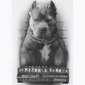 Чоловіча футболка Pitbull West Coast Mugshot 2 біла 8