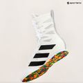 Боксерські черевики adidas Box Hog 4 cloud white/core black/cloud white 10