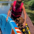 Жилет страхувальний для собаки Cressi Dog Life Jacket black/yellow 8